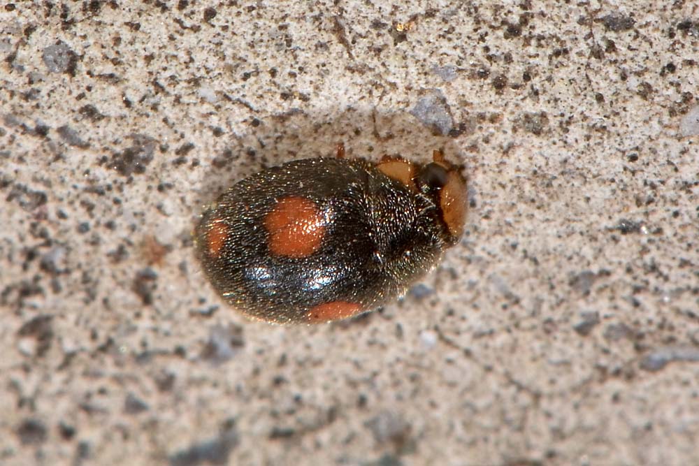 Coccinellidae: Platynaspis luteorubra